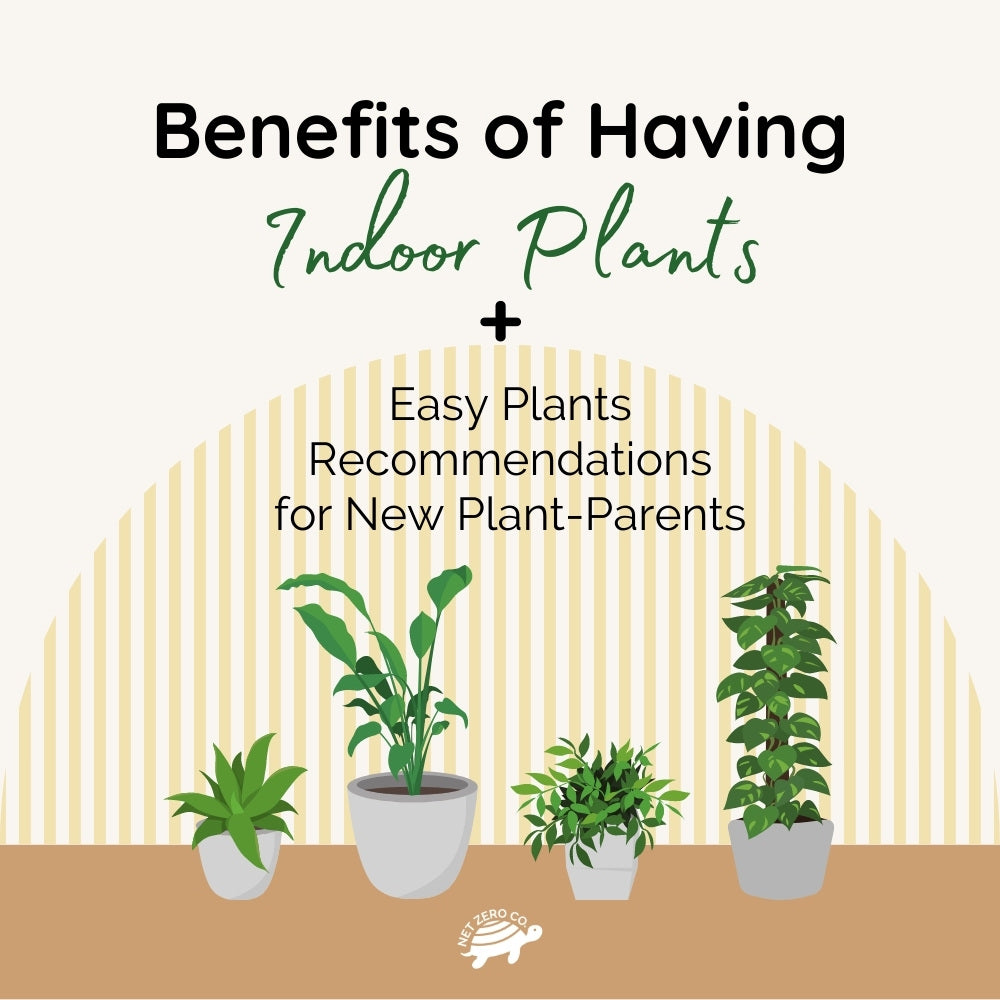 Benefits of Having Indoor Plants + 5 Easy Houseplant Ideas for New Plant-Parents