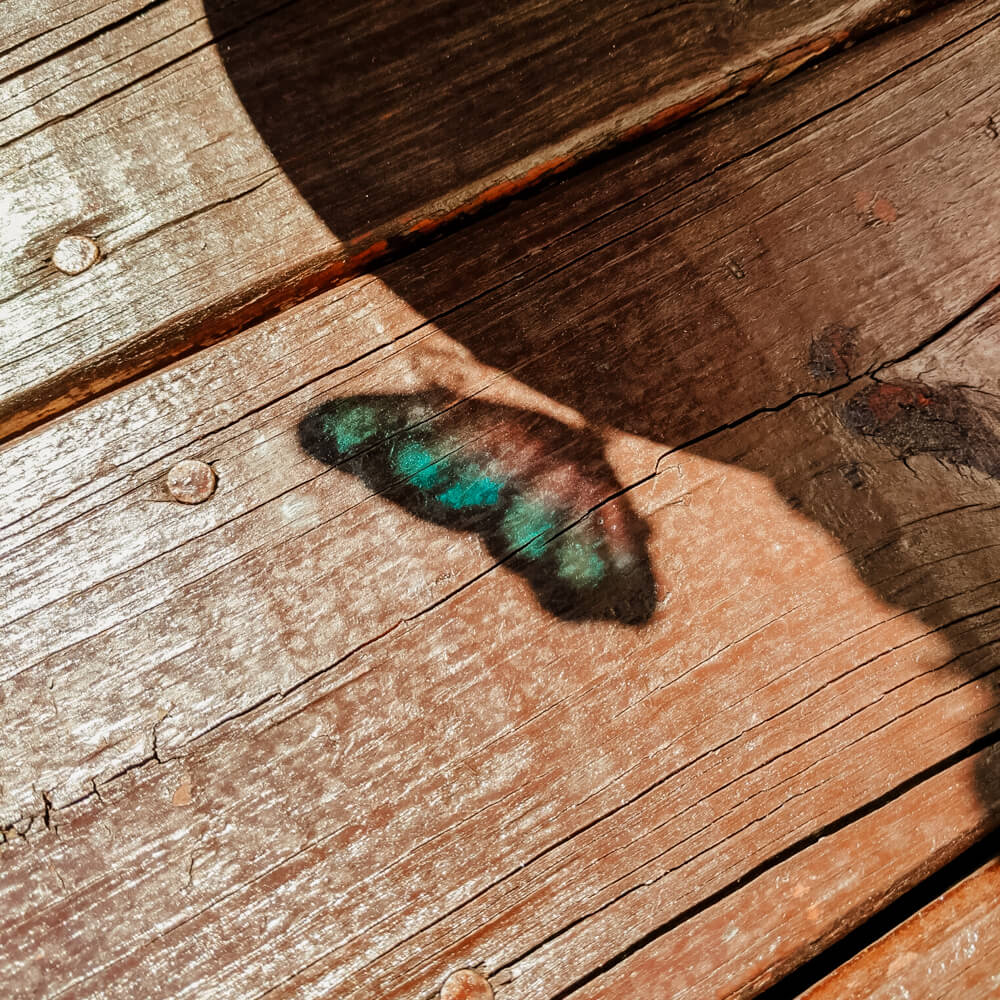 Butterfly reflection.