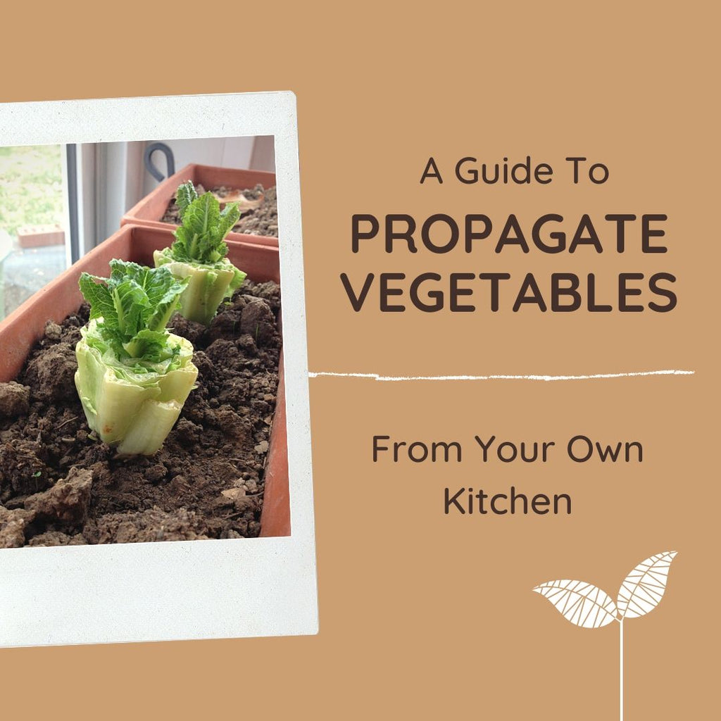 guide to propagating vegetables from your own kitchen