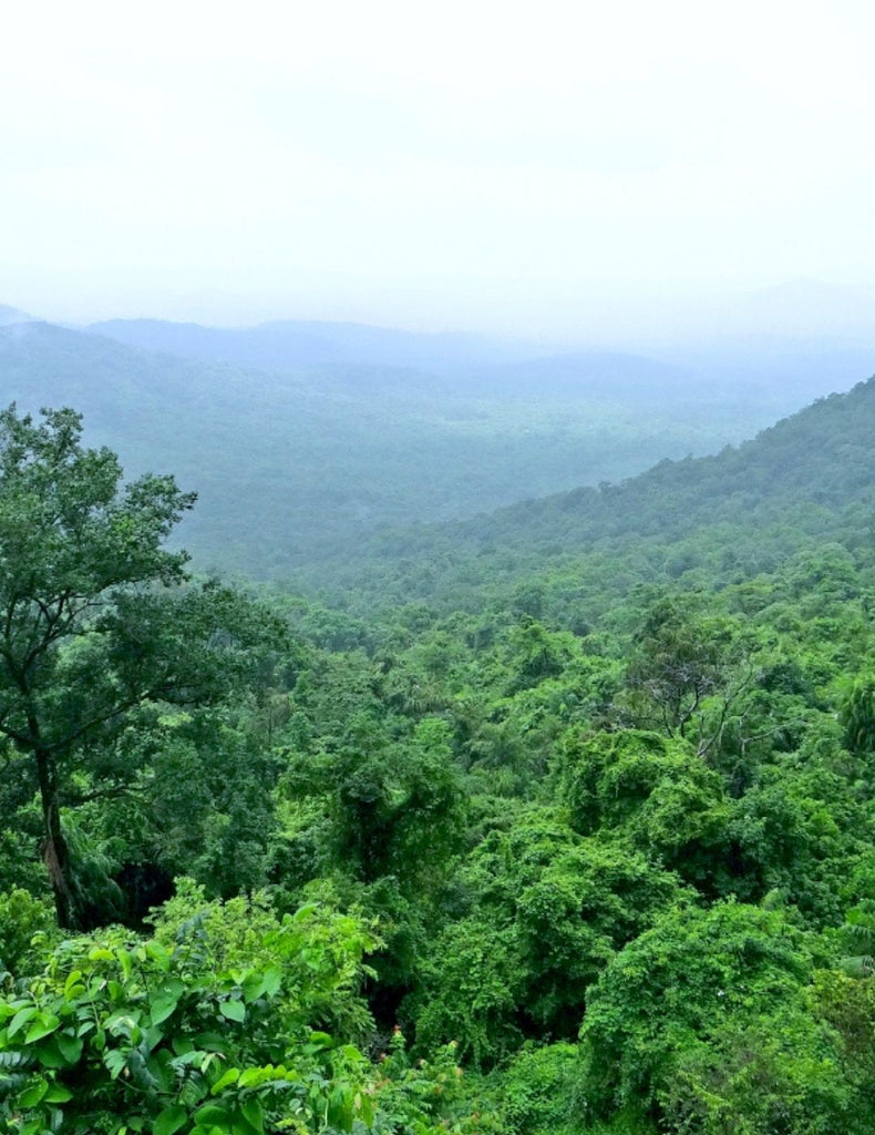Wide shot of rainforest landscape in Papua New Guinea