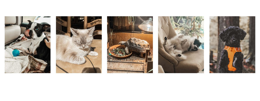Pets Of Net Zero Co.